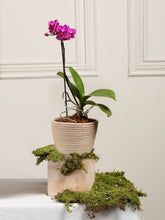 Matera Sahara con Orquidea Baby